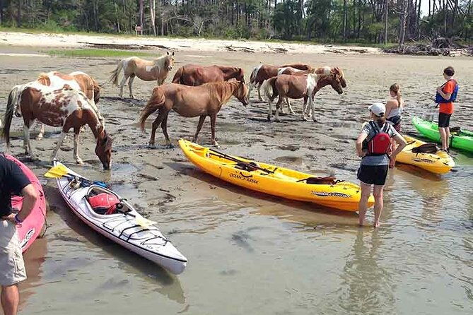 kayak-tour-along-assateague-chincoteague-island-virginia-2