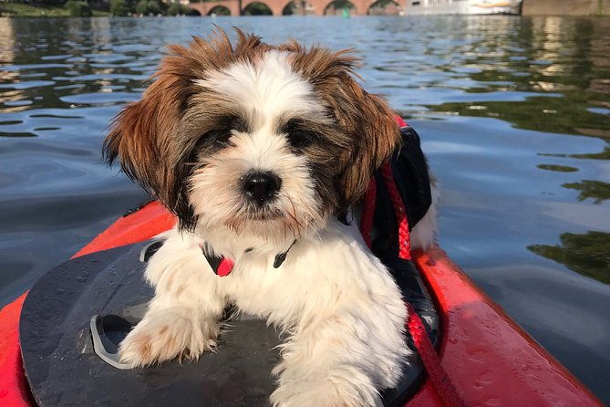 kayak-tour-in-heidelberg-on-the-river-neckar