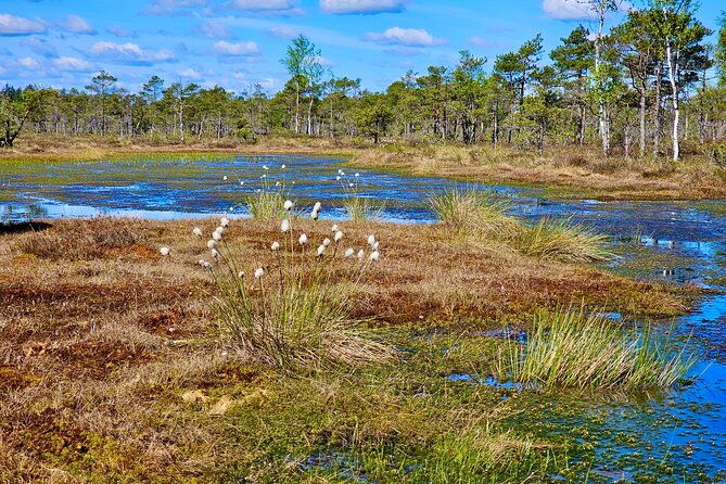 kemeri-bogs-adventure-explore-wetlands-in-bog-shoes