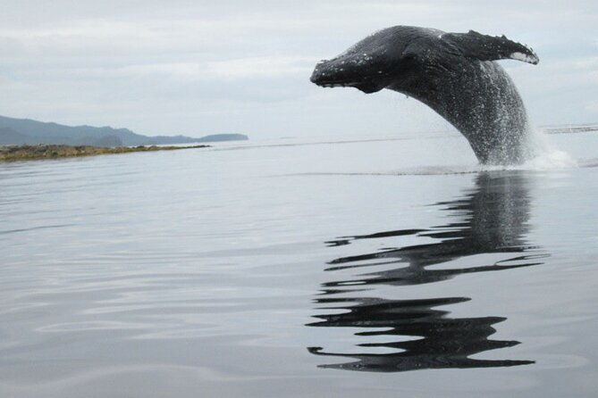 ketchikan-whale-watching-and-nature-tour