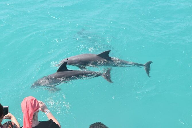 key-west-dolphin-and-snorkel-experience
