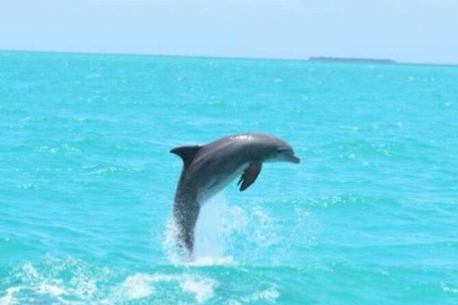 key-wests-favorite-afternoon-dolphin-sail