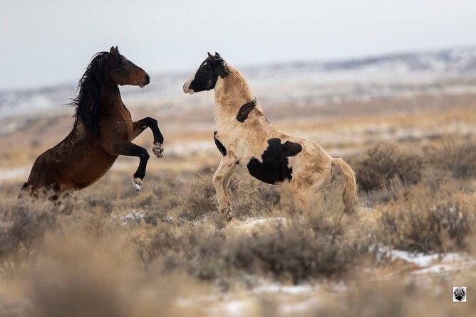 kicking-red-canyon-wild-mustang-bus-tour-deals-5-pm-in-cody-2