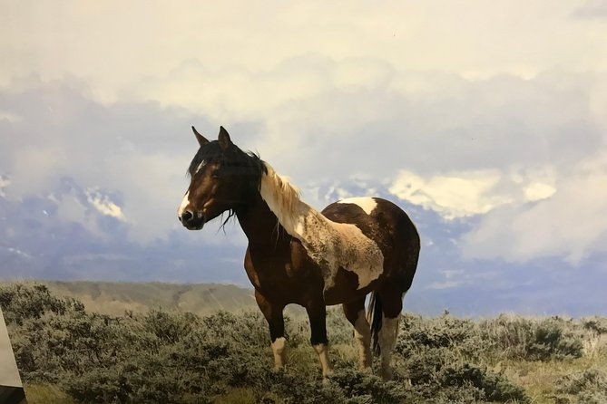 kicking-red-canyon-wild-mustang-bus-tour-deals-8am-daily-2