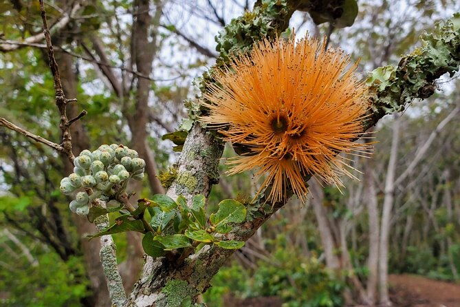 kilauea-hike-and-lava-gazing-with-native-hawaiian