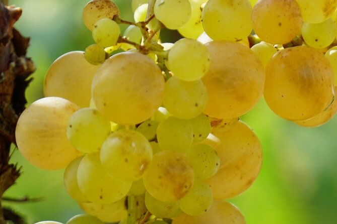 korcula-for-wine-lovers-posip-and-grk-wines-private-tour