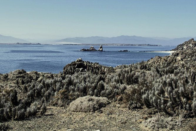 la-serena-full-day-to-damas-island-humboldt-penguin-national-reserve