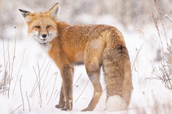 lamar-valley-winter-wildlife-safari-lunch-bozeman-private