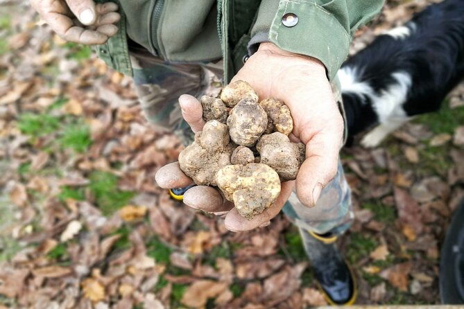 langhe-truffle-hunting-experience