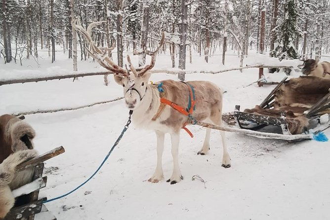 lapland-reindeer-and-husky-safari-from-levi