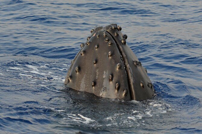 late-morning-whale-watch-from-kawaihae
