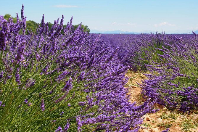 lavender-fields-tour-in-valensole-from-marseille