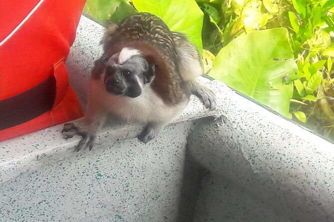 layover-panama-city-monkey-sloth-natural-habitat