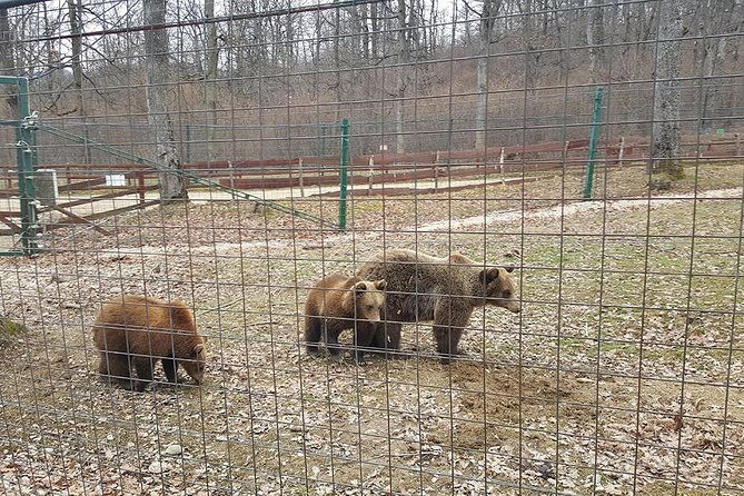 libearty-bear-sanctuary-zarnesti-small-group-trip-from-brasov-2