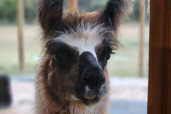 llama-encounter-at-shangrillama-castle