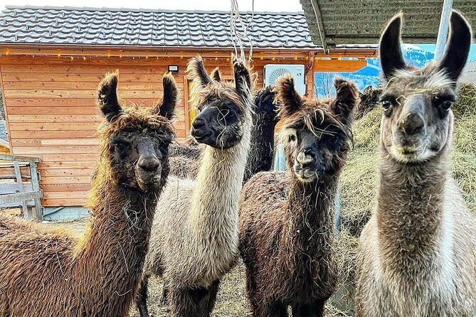 llama-hike-through-the-wonderful-liechtenstein-mountains
