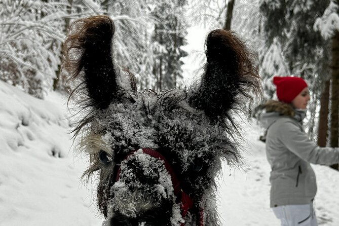 llama-hike-with-homemade-traditional-cheese-fondue