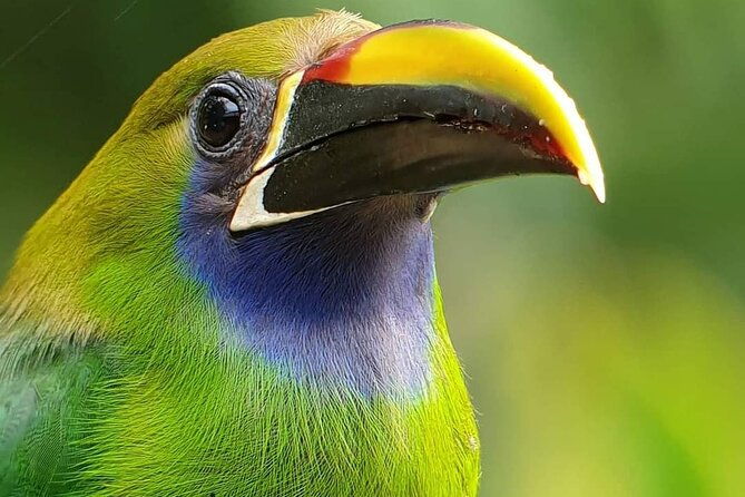 looking-for-toucans