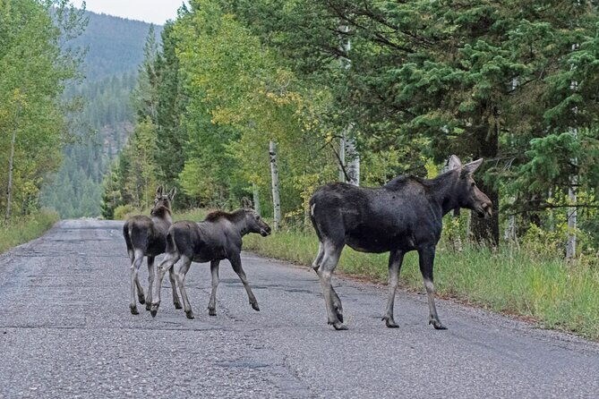 luxury-private-grand-teton-national-park-full-day-tour-2