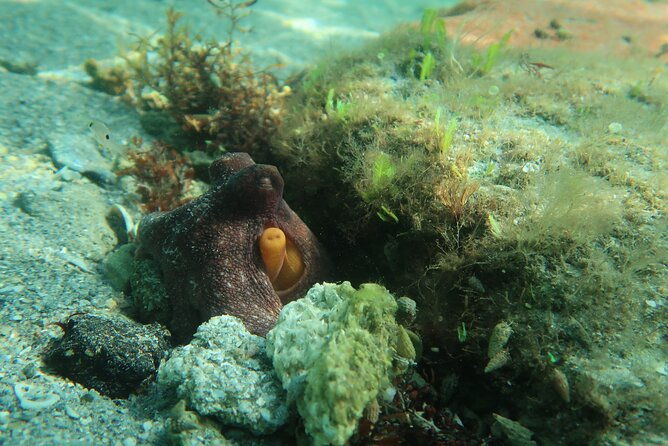luxury-snorkeling-on-your-vacation-exclusively-private-guaranteed