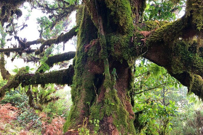 madeira-private-guided-walk-vereda-fanal-pr13