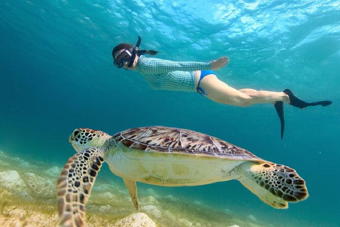 maho-bay-turtle-snorkel-with-lunch-and-bar-at-frenchmans-reef