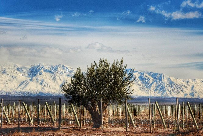 malbec-mountain-uco-valley-private-wine-tour-with-gourmet-lunch