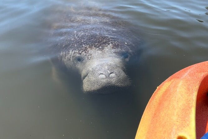 manatee-discovery-anna-maria-island