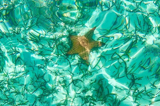 mangrove-iguana-clear-kayak-tour