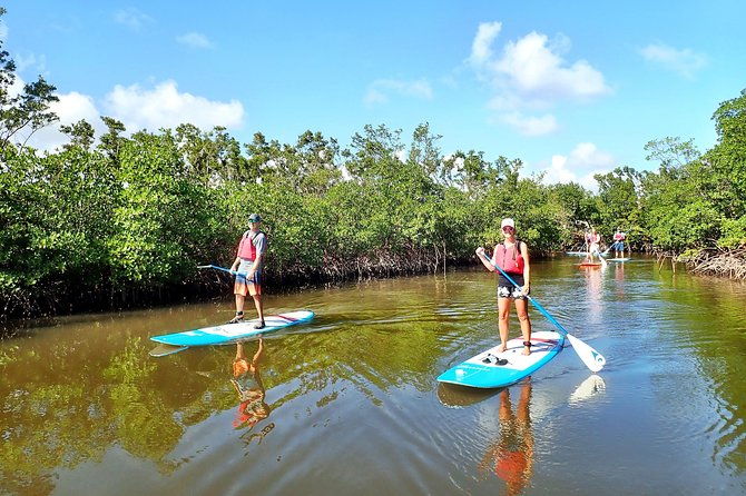 mangrove-sup-safari