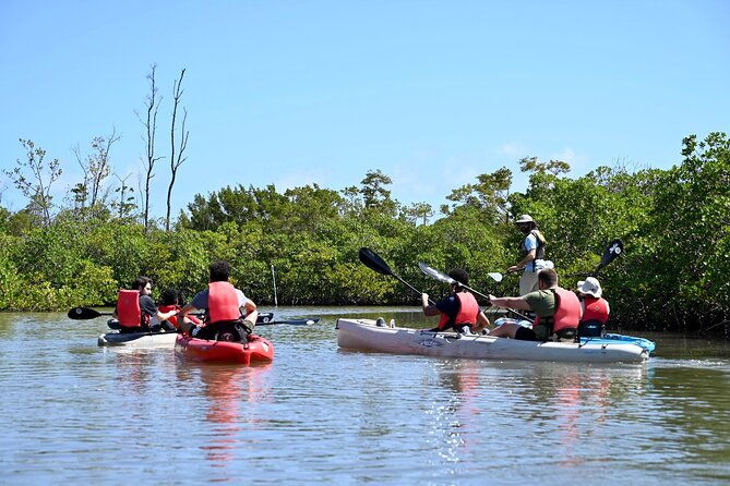 mangrove-tunnel-kayak-eco-tour