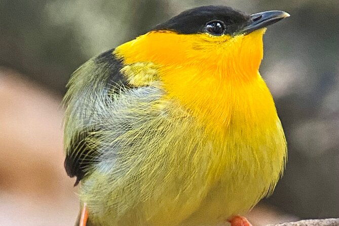 manuel-antonio-esquipulas-birdwatching-tour