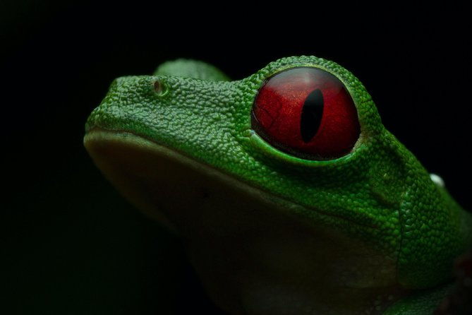 manuel-antonio-herping-night-tour-reptiles-and-amphibians