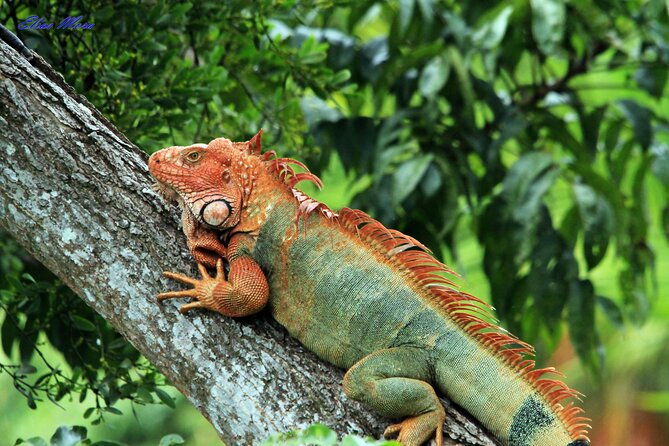 manuel-antonio-national-park-tour-2