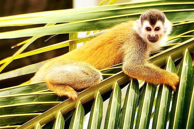 manuel-antonio-national-park-tour-from-uvita