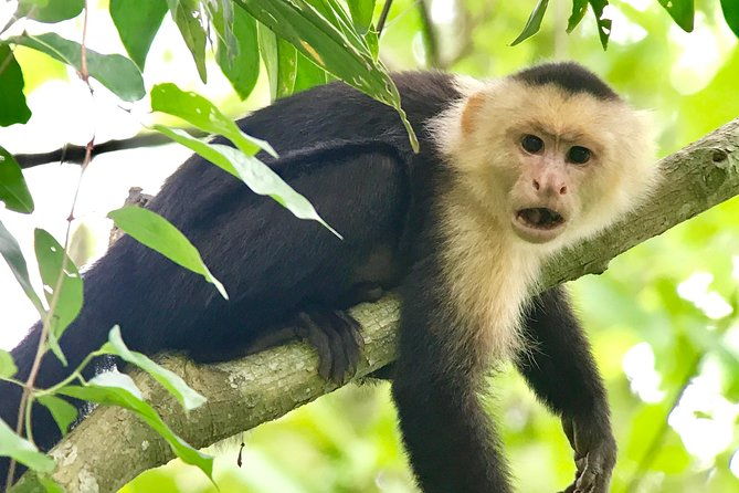 manuel-antonio-national-park-wildlife-tour