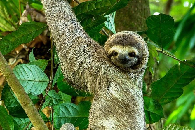 manuel-antonio-park-nature-guided-tour-with-a-nature-specialist