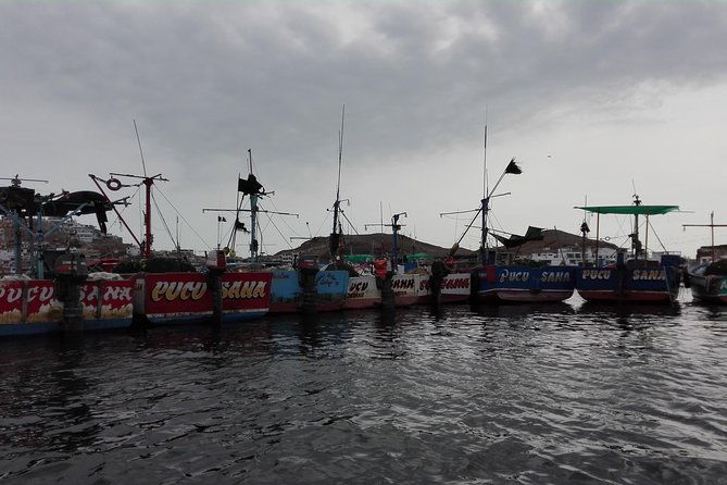 marine-wildlife-observation-in-a-fishing-village