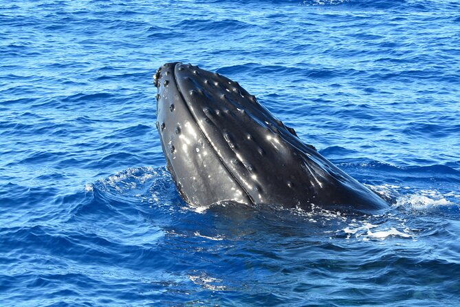 maui-magic-adventure-snorkel-molokini-crater-and-turtle-stop