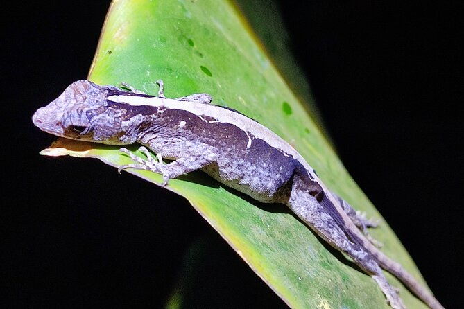 mesmerizing-night-walk-in-tortuguero