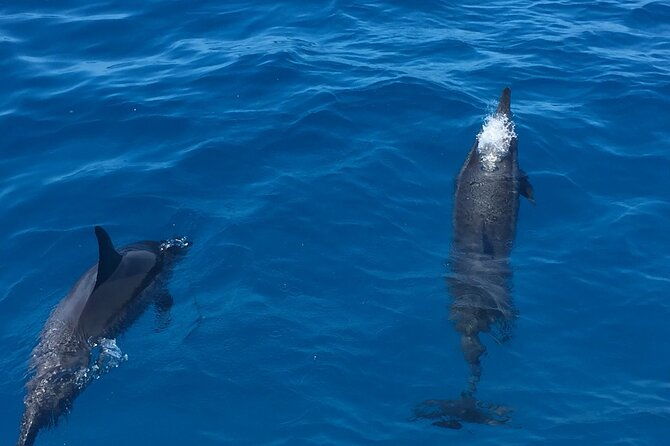 moanas-waikiki-turtle-snorkeling-experience-on-nalu