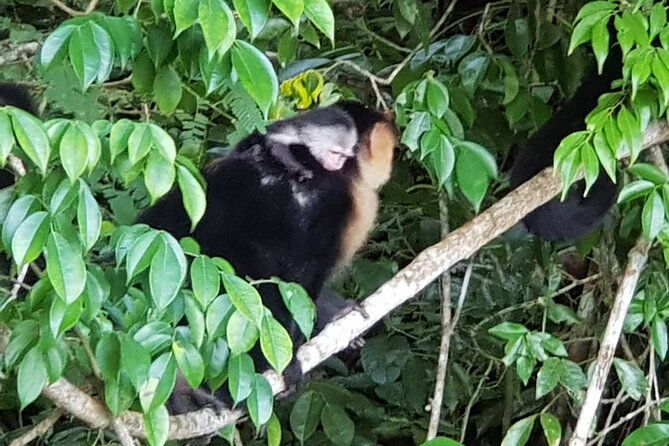 monkey-and-sloth-jungle-habitat-panama-tour