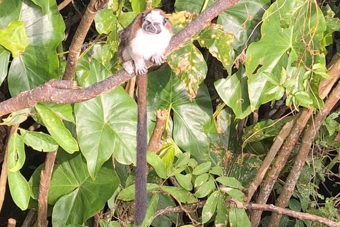 monkey-island-eco-wild-life-adventure-on-lake-gatun