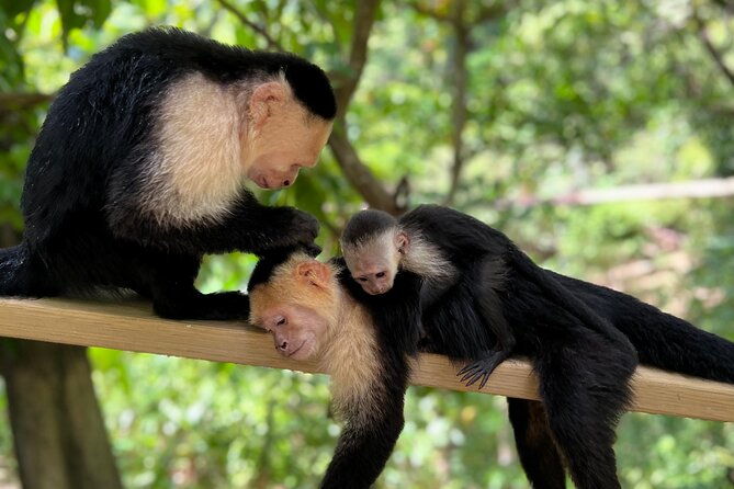 monkey-sloth-park-zipline-and-city-tour-in-roatan