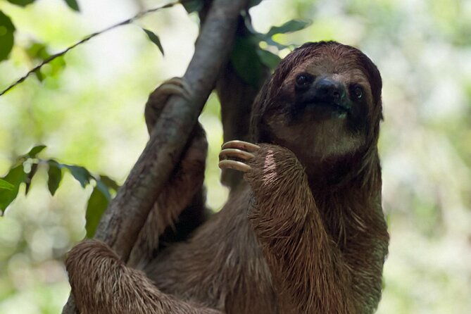 monkeys-and-sloths-in-their-natural-habitat-roatan-eco-tour