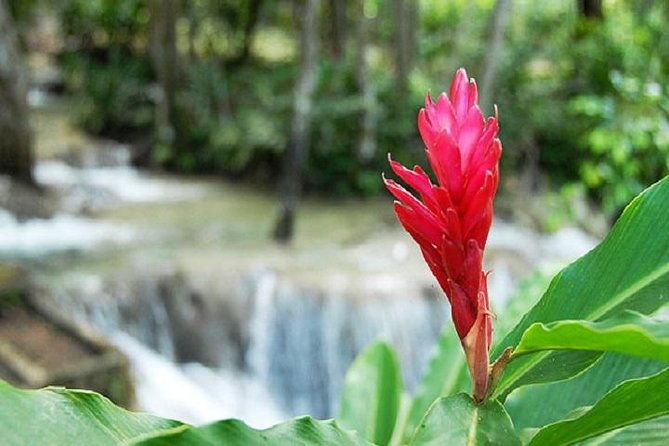 montego-bay-to-dunns-river-falls-half-day-trip