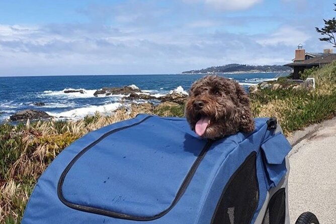 monterey-17-mile-drive-electric-bike-guided-tour