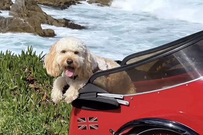 monterey-bay-famous-dog-friendly-electric-bike-and-sidecar-tour