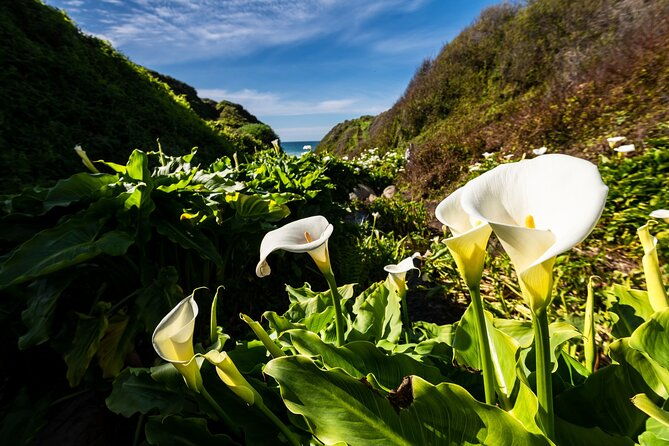 monterey-carmel-17-mile-drive-bixby-bridge-5-hrs-from-monterey