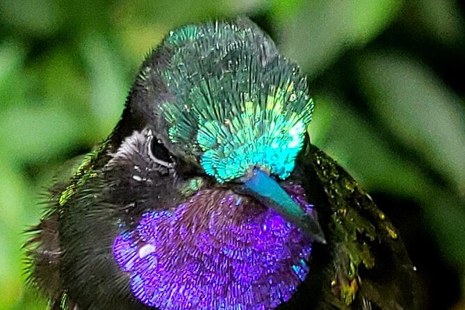 monteverde-cloud-forest-nature-tour